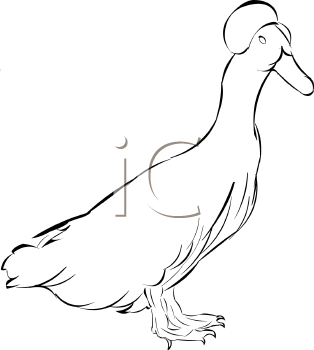 Bird Clipart