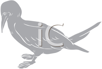 Bird Clipart