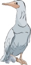 Bird Clipart