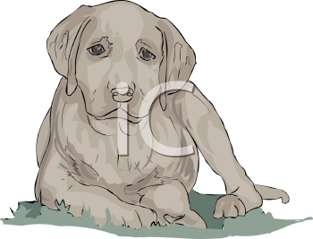 Pet Clipart