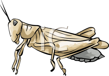 Insect Clipart