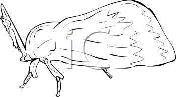 Insect Clipart