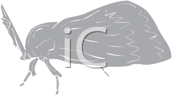 Insect Clipart