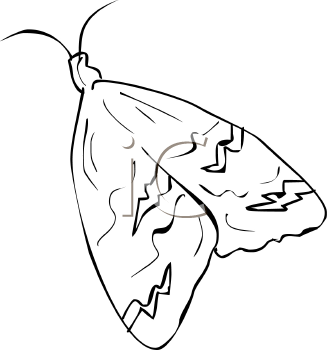 Insect Clipart
