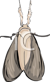 Insect Clipart