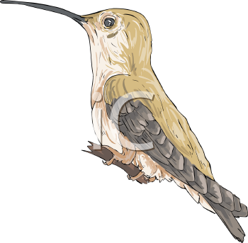 Bird Clipart