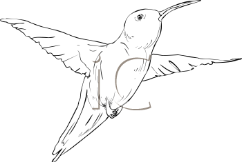 Bird Clipart
