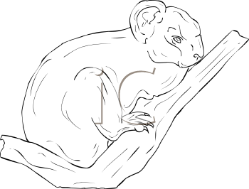 Marsupial Clipart