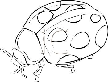 Insect Clipart