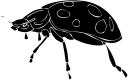 Beetle Clipart