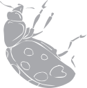 Beetle Clipart