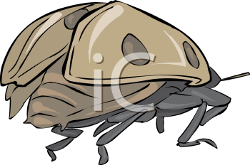 Beetle Clipart