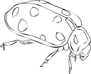Beetle Clipart