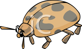 Insect Clipart