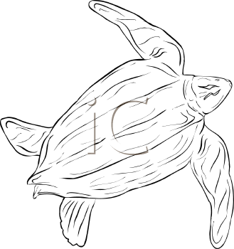 Reptile Clipart