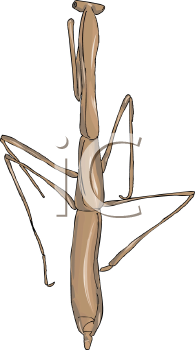 Insect Clipart