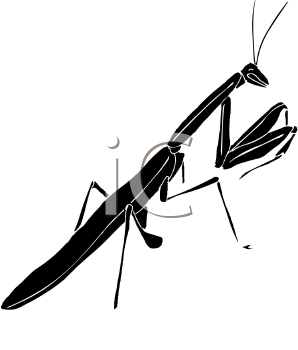 Insect Clipart