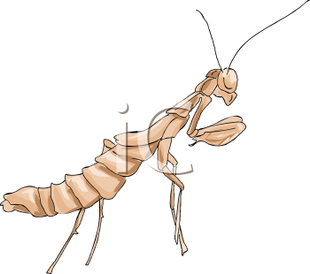 Insect Clipart