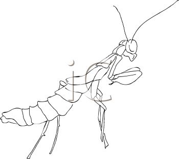 Insect Clipart