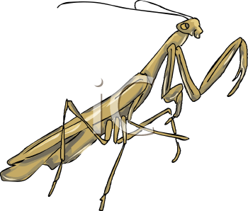 Insect Clipart