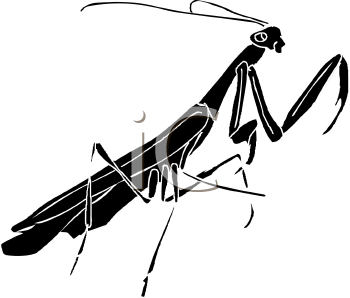 Insect Clipart