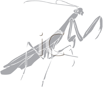Insect Clipart