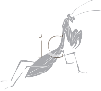 Insect Clipart
