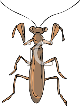 Insect Clipart
