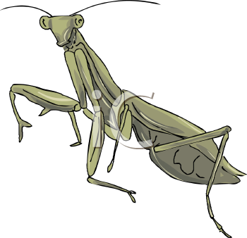 Insect Clipart
