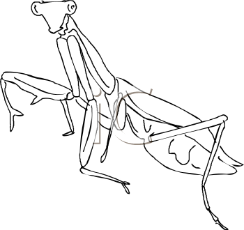 Insect Clipart