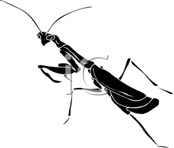 Insect Clipart