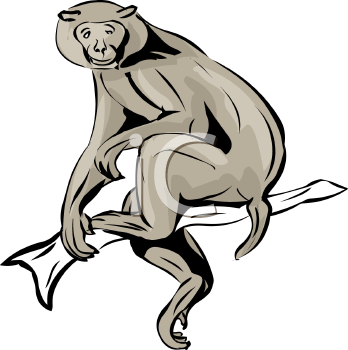 Primate Clipart