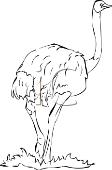 Bird Clipart
