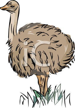 Bird Clipart
