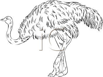 Bird Clipart