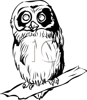 Bird Clipart
