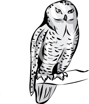 Bird Clipart