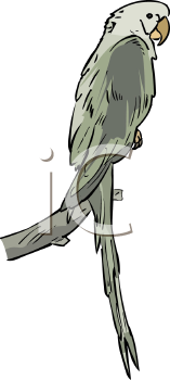 Bird Clipart