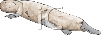 Mammal Clipart