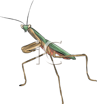 Insect Clipart