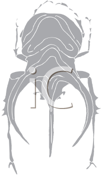 Beetle Clipart