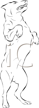 Pet Clipart