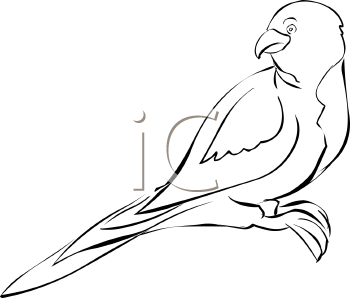 Bird Clipart