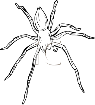 Arachnid Clipart