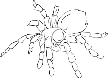 Arachnid Clipart