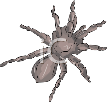 Arachnid Clipart