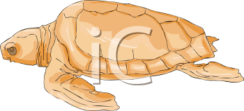 Reptile Clipart