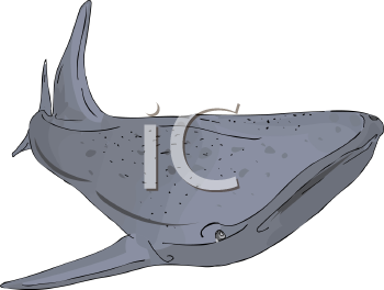 Fish and Sealife Clipart