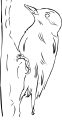 Bird Clipart