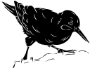 Bird Clipart